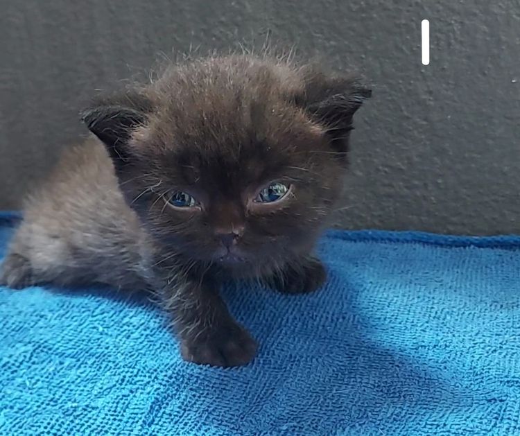 บริติช ชอร์ตแฮร์ (British Shorthair) บริติชน้อยพร้อมย้าย