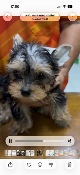 ยอร์คเชียร์ เทอร์เรีย (Yorkshire Terrier) เล็ก ลูกสุนัขยอคเชียเทอเลีย