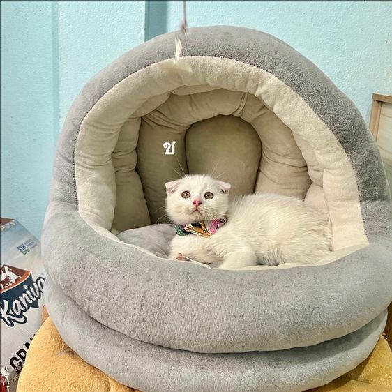 สก็อตติช โฟลด์ (Scottish Fold) สก็อตติสโฟล
