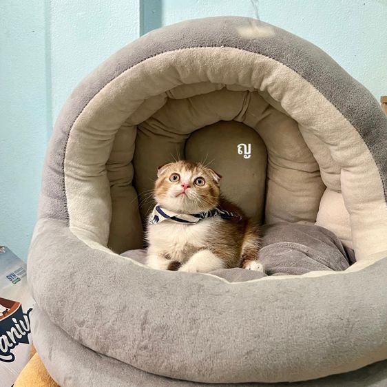 สก็อตติช โฟลด์ (Scottish Fold) สก็อตติสโฟล