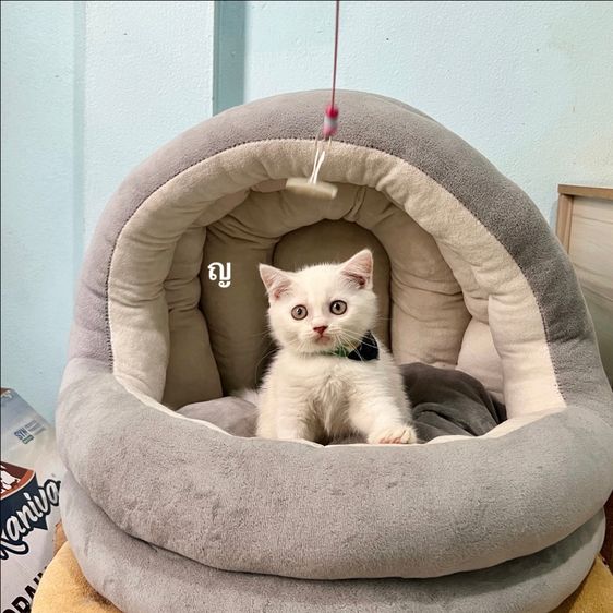สก็อตติช โฟลด์ (Scottish Fold) สก็อตติสโฟล