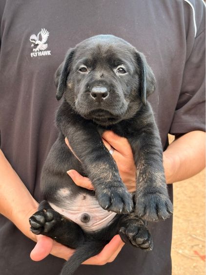 ลาบราดอร์ (Labrador) ลาบราดอร์ผู้ชายสีดำ สายเลือดแท้ โครงสร้างใหญ่