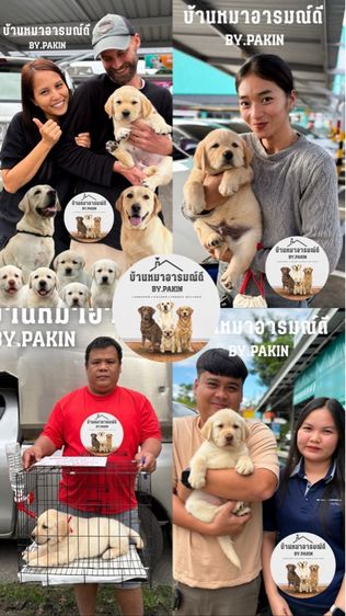 ลาบราดอร์ผู้ชายสีดำ สายเลือดแท้ โครงสร้างใหญ่ รูปที่ 8