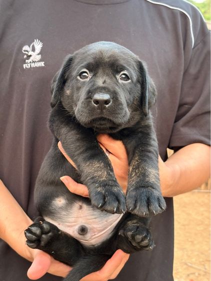 ลาบราดอร์ผู้ชายสีดำ สายเลือดแท้ โครงสร้างใหญ่ รูปที่ 4