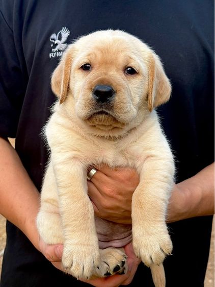 ลาบราดอร์ (Labrador) ลาบราดอร์ผู้หญิง สายเลือดแท้ โครงสร้างใหญ่
