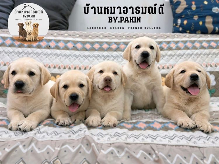 ลาบราดอร์ผู้ชาย โครงสร้างใหญ่มาก รูปที่ 6