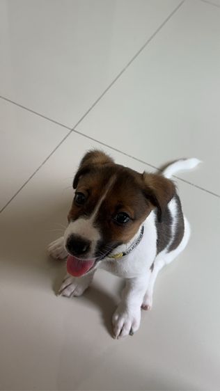 ขายน้องหมา Jack Russell วัย 2 เดือน พร้อมย้ายบ้าน 