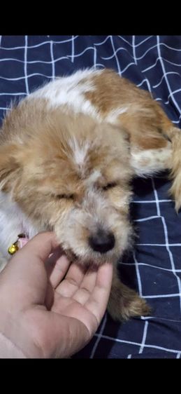 หาบ้านไห้น้องๆฟรี ขอขัดบ้านพร้อมเลี้ยงรักน้องๆ รูปที่ 5