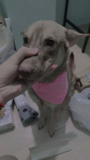 ลาบราดอร์ (Labrador) กลาง หาบ้านไห้น้องๆฟรี ขอขัดบ้านพร้อมเลี้ยงรักน้องๆ
