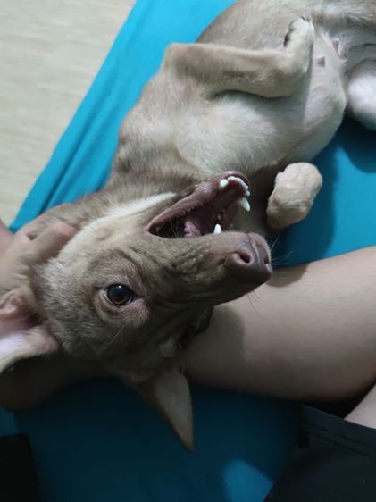 หาบ้านไห้น้องๆฟรี ขอขัดบ้านพร้อมเลี้ยงรักน้องๆ รูปที่ 7
