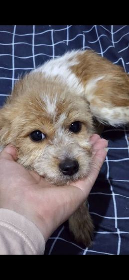 หาบ้านไห้น้องๆฟรี ขอขัดบ้านพร้อมเลี้ยงรักน้องๆ รูปที่ 8
