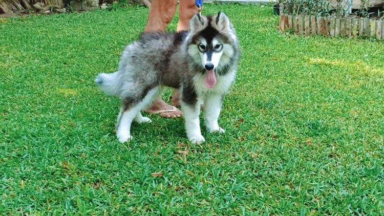 ลูกสุนัขไซบีเรียนฮัสกี้ วูลลี่โค้ท