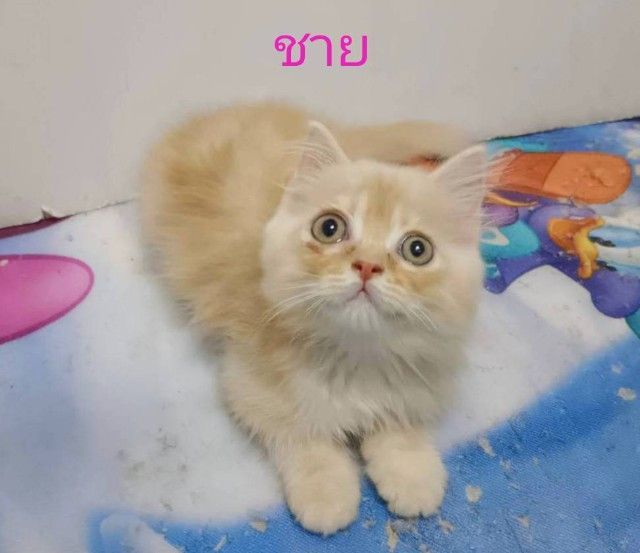 เปอร์เซีย (Persian) ขายแมวเปอร์เซียแก๊งส้มการ์ฟิวส์