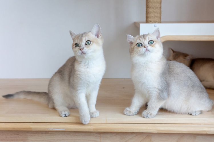 British Shorthair (ดญ รหัสสี Ay)