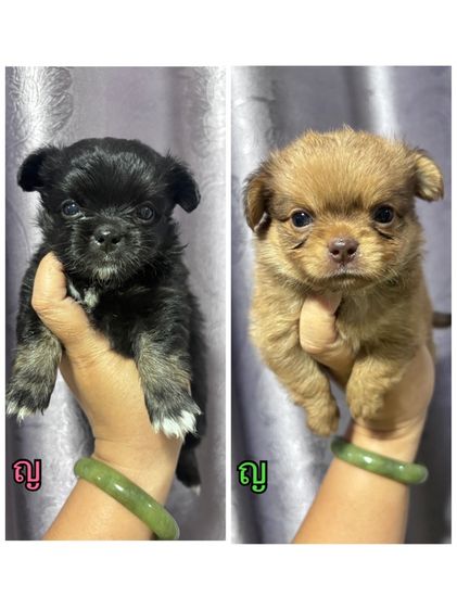 ชิวาวา (Chihuahua) เล็ก ชิวาว่า