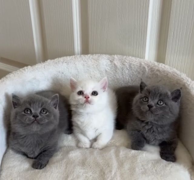 มันช์กิ้น (Munchkin) มันช์กิ้น ขาสั้น