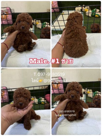 พุดเดิ้ลทอย และไทนี่ เกรดพรีเมียม poodle toy tiny 