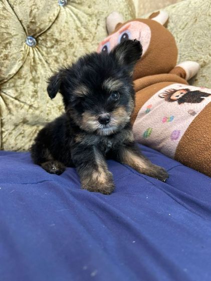 ชิสุ (Shih Tzu) เล็ก พูดเดิ้ลปอม