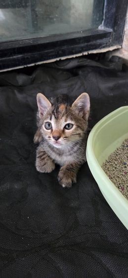 เบงกอล (Bengal House Cat)  แมวโต 1 ตัว ลูกแมว 2 ตัว