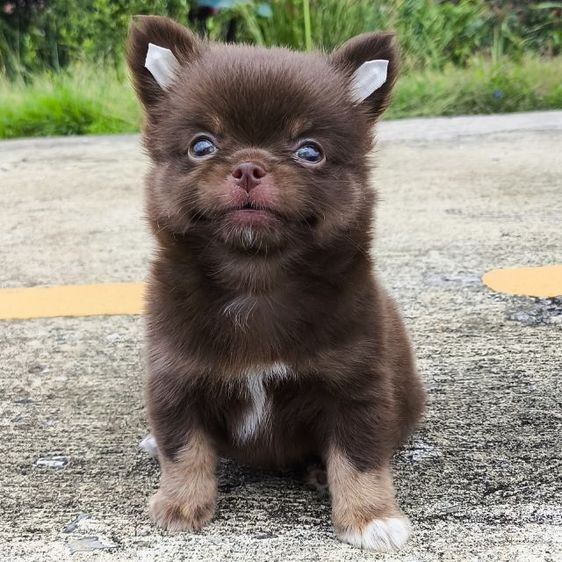 ชิวาวา (Chihuahua) เล็ก ด.ช.ชิวาวา