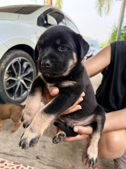 ร็อตไวเลอร์ (Rottweiler) หาบ้านลูกร็อคผสม แม่ร็อตแท้ เฝ้าบ้านเฝ้าสวน อยู่กับครอบครัวได้ค่ะ ไม่มีก้าวร้าว สัญชาตญาณดีมากค่ะ นิ่ง