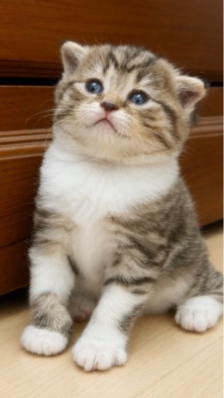 สก็อตติช โฟลด์ (Scottish Fold) สก็อตติชโฟลด์ เชียงใหม่