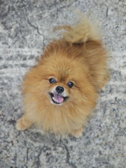 ปอมเมอเรเนียน (Pomeranian) เล็ก ปล่อยพ่อพันธุ์ปอมแท้ พร้อมใบรับรอง