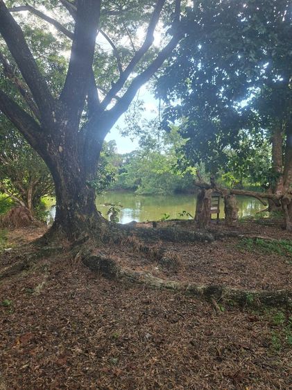 ขายบ้านสวนพร้อมที่ดิน นครนายก ใกล้เขื่อนขุนด่าน พร้อมบ้านและสระน้ำ