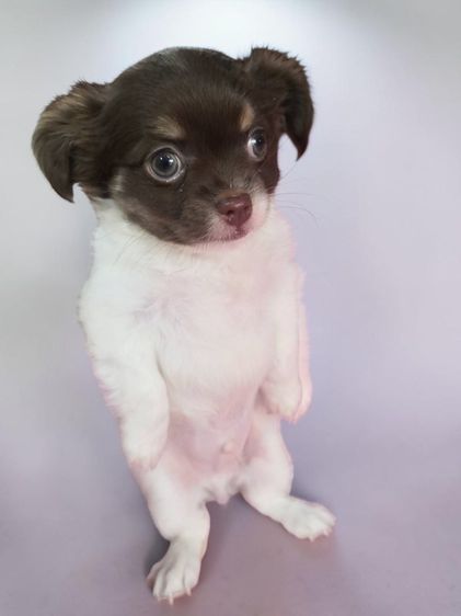 ชิวาวา (Chihuahua) เล็ก ชิวาว่าแท้ เกรดสวย ผู้ชาย ขนยาว อายุ 2 เดือน