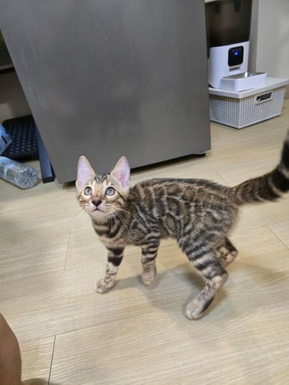 เบงกอล (Bengal House Cat) เบงกอลเพศเมียอายุ 3 เดือน พ่อแม่เบงกอลแท้