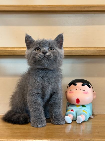 บริติช ช็อตแฮร์ (British Shorthair) สีบลู