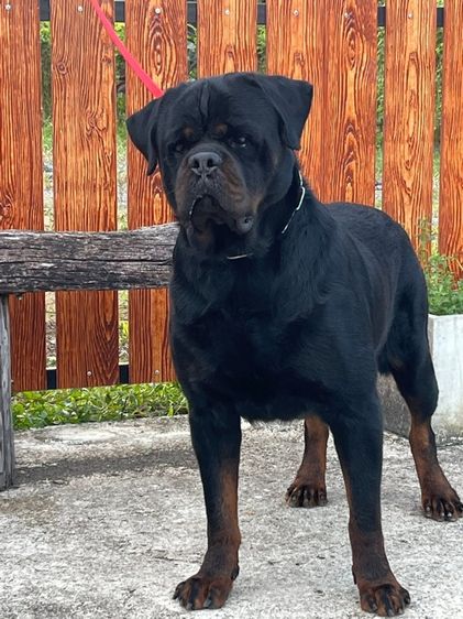 ร็อตไวเลอร์ (Rottweiler) เล็ก น็อตไวเลอร์นำเข้า