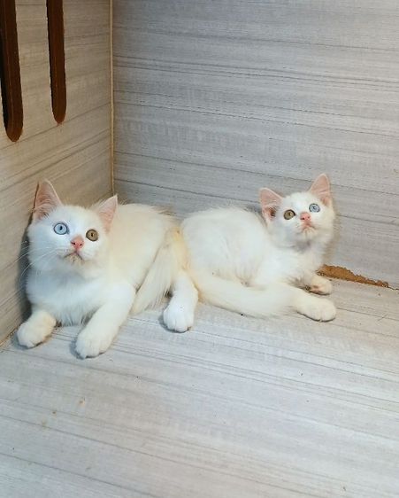 อื่นๆ แมวตาสองสี สก้อตติชผสมเปอร์เซีย เพศผู้ อายุ2เดือนครึ่ง คะวัคซีนแล้ว1เข็มก่อนย้ายตรวจหัดแมวฟรีรับประกันเอดส์แมวกับรูคีเมียคะ