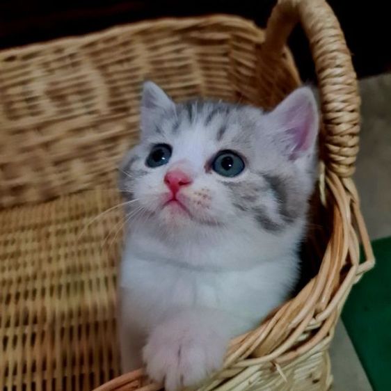 สก็อตติช โฟลด์ (Scottish Fold) สกอตติชแท้ 