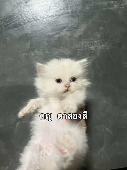 สด้อตติชตาสองสี