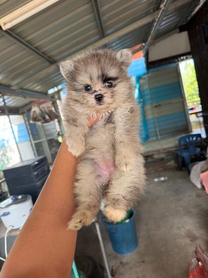 ปอมเพศเมีย