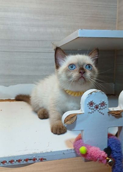 สก็อตติช โฟลด์ (Scottish Fold) แมวสก้อตติช แมวเห็ด แมวหน้าไหม้ เพศผู้ วัคซีนแล้ว1เข็มก่อนย้ายตรวจหัดแมวฟรีรับประกันเอดส์แมวกับรูคีเมียคะ