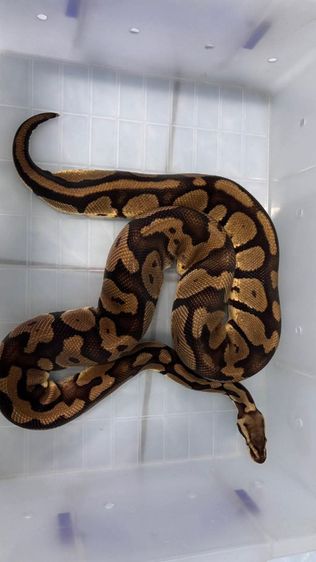 Pastel 0.1 Y21 นน.1โลนิดๆ