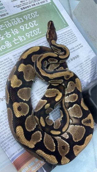 Normal 0.1 Y21 นน.1โล