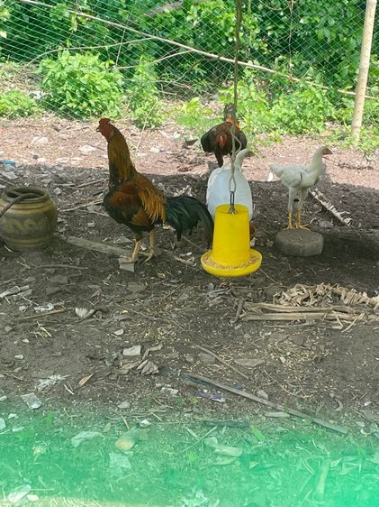 ไก่ชน
