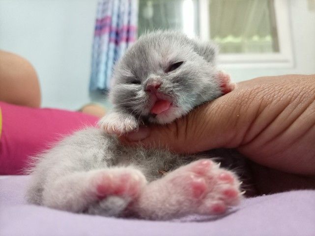 สก็อตติช โฟลด์ (Scottish Fold) สก็อตติช เด็กหญิง