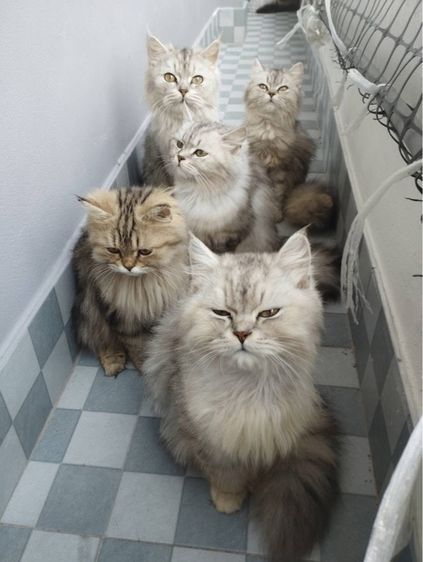ชินชิลล่า (Chinchilla) แมวชินชิลล่าผสมเปอร์เซีย