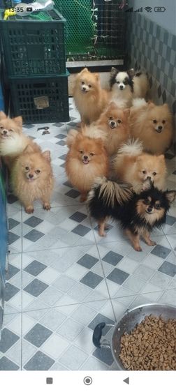 ปอมเมอเรเนียน (Pomeranian) เล็ก หมา ปอมเมอเรเนียนแท้