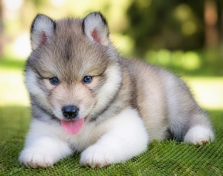 Purebred Siberian Husky Puppies for Your Home