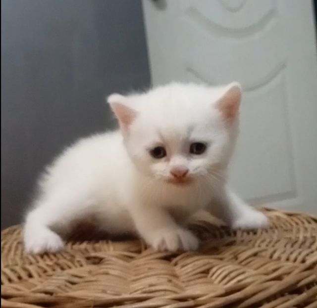 สก็อตติช โฟลด์ (Scottish Fold) สก็อตติช