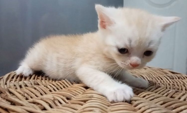 สก็อตติช โฟลด์ (Scottish Fold) สก็อตติช เด็กชายส้ม