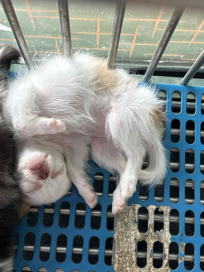 ชิวาวา (Chihuahua) น้องหมาชิวาวา  ขนยาว เล็กจิ๋ว  เพศ ญ  วัคซีน แล้ว 1 เข็ม