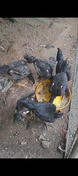 แบ่งไก่รุ่นสายปวุติ หนุ่มโรงหมี่
