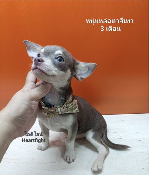ชิวาว่าสีเทาเพศผู้(วัคซีนแล้ว)
