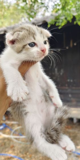 สก็อตติช โฟลด์ (Scottish Fold) สกอตติช